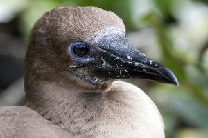 Genovesa Island, Galapagos 235.jpg